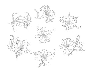 Contour of blooming lily on transparent background. Lily Flower Illustration.