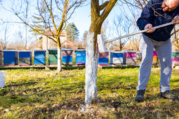 Gardener is liming of trunks, fruit trees in the orchard, disinfecting and protection against sun...