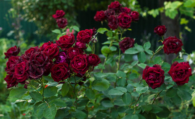 red roses in garden
