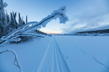 Snowy winter wonderland views at sunset with frosty bushes and trees. Taken in Yukon Territory, Canada. 