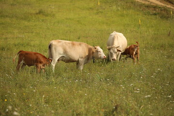 Plateau in northern Turkey. Cows grazing on the plateau.Dumanli Plateau Tokat Almus Turkey