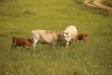 Fototapeta premium Plateau in northern Turkey. Cows grazing on the plateau.Dumanli Plateau Tokat Almus Turkey