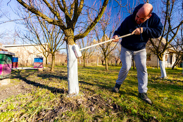 Gardener is liming of trunks, fruit trees in the orchard, disinfecting and protection against sun heat, sunburn and pests