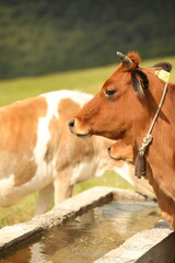 Plateau in northern Turkey. Cows grazing on the plateau.Dumanli Plateau Tokat Almus Turkey