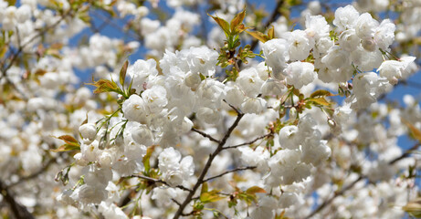 flowering sakura tree flower blooming nature background in spring