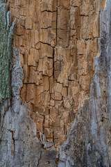 Tree stump rotting and chipping away background