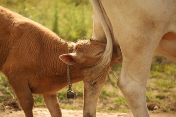 Plateau in northern Turkey. Cows grazing on the plateau.Dumanli Plateau Tokat Almus Turkey