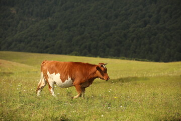 Fototapeta na wymiar Plateau in northern Turkey. Cows grazing on the plateau.Dumanli Plateau Tokat Almus Turkey