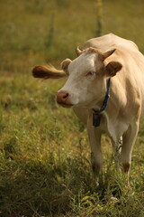 Plateau in northern Turkey. Cows grazing on the plateau.Dumanli Plateau Tokat Almus Turkey