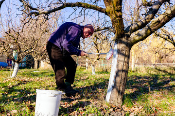Gardener is liming of trunks, fruit trees in the orchard, disinfecting and protection against sun heat, sunburn and pests