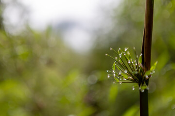 Discovering the plants of a temperate rain forest while hiking the Sendero Cascadas Escondidas in the Parque Nacional Pumalín Douglas Tompkins in Patagonia, Chile 