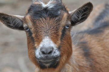 Naklejka na ściany i meble Close up of a brown goat