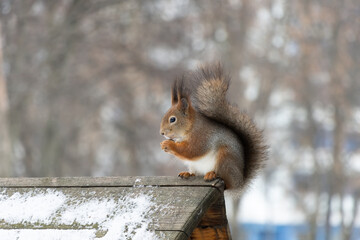 Fluffy squirrel eats nuts sitting on the roof in winter.