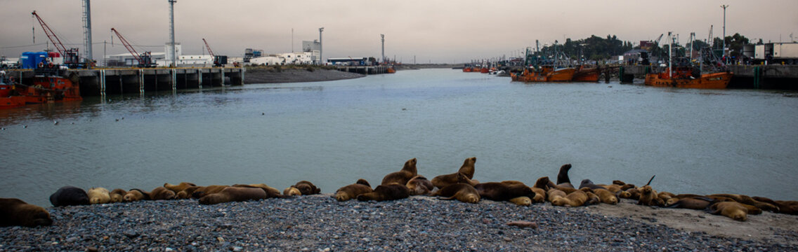 Seals lying on the sand in Patagonia