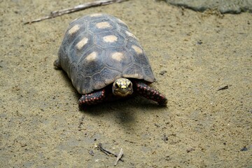 Tortoise (Chelonoidis denticulata) is one of two species of tortoise or tortoise. Testudinidae family. Manaus – Amazon, Brazil.