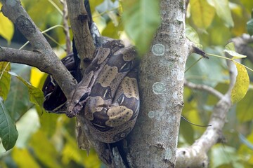 Bundled Anaconda snake (Boa constrictor) Boidae family. Amazon rainforest, Brazil
