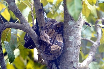Bundled Anaconda snake (Boa constrictor) Boidae family. Amazon rainforest, Brazil