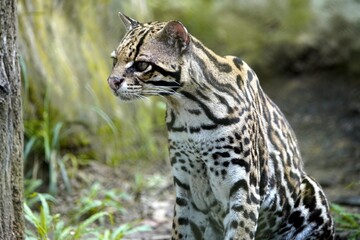
Margay (Leopardus wiedii) in the Amazon rainforest, Brazil