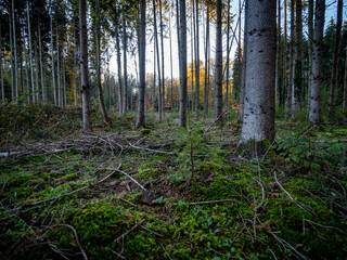 Neuanpflanzung von jungen Bäumen im Mischwald