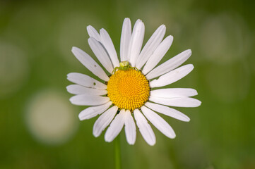 Fototapeta premium directly observing goldenrod crab spider or flower (crab) spider sitting on a daisy in the middle of a meadow with a blurred green background in the Czech Republic