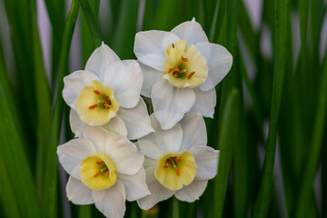 Obraz premium Detail of the delicate white flowers of the paper-white narcissus (Narcissus papyraceus)