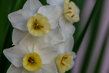 Detail of the delicate white flowers of the paper-white narcissus (Narcissus papyraceus)