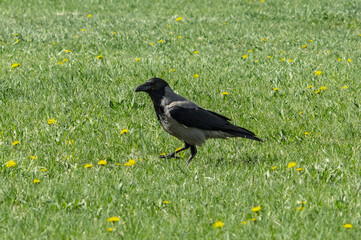 blackbird on the grass