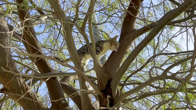 The cat slowly walks along the branches of a tree