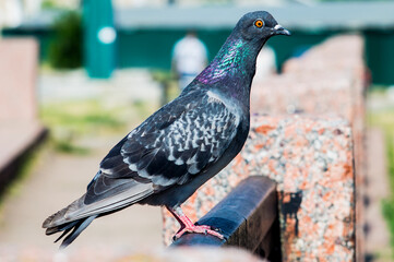 pigeon sitting on a railing