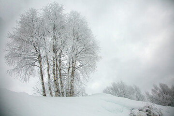 A few trees covered with hoarfrost and hoarfrost stand against a gray winter sky in the snow