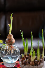 Forcing paperwhite narcissus bulb flowers in water and rocks to create a spring feeling in mid...