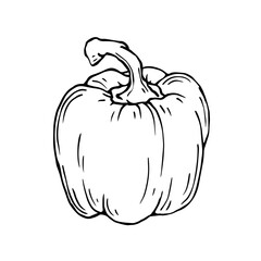 Set of linear sketches of sweet bell pepper and vegetable pieces.Vector graphics.	