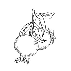 linear sketches of pomegranate branches and fruits.Vector graphics.	