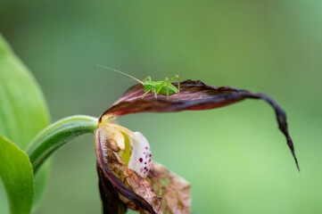 green grasshopper flower sitting on a rare lady slippery orchid flower captured in detail with a green blurred background in the Czech Republic