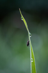 fly sitting in morning dew on green blade of grass in morning dew glitter with blurred green background