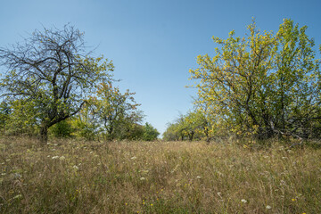 Fototapeta premium An abandoned apple orchard on a cloudless summer sunny day. Landscape.