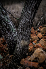 Fototapeta na wymiar tree trunk with moss
