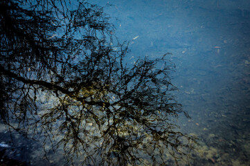 Fototapeta premium tree in the night