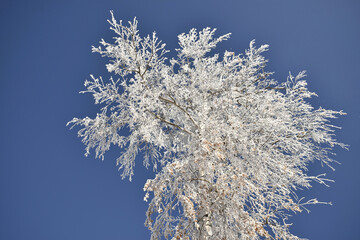 Snow-covered birch tree against the blue sky.