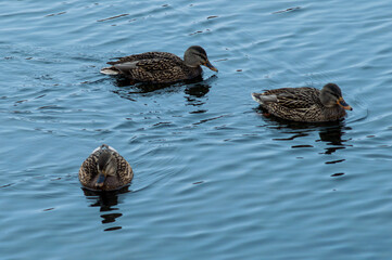 duck and ducklings