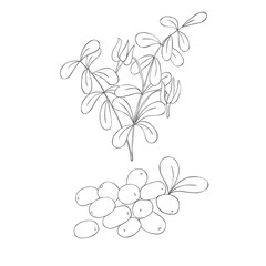 Line Art Cranberries Branch. Elements of Fruits and Flowers. Vector Illustration on white Background.