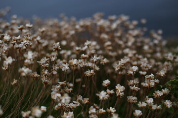 flowers in the field