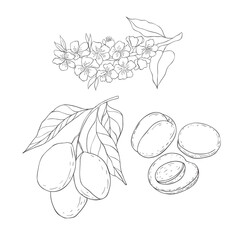 Line Art Plum Branch. Elements of Fruits and Flowers. Vector Illustration on white Background.