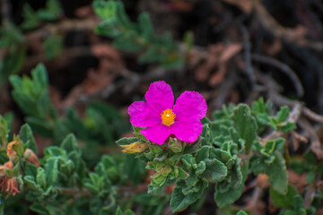 Santa Barbara, California, USA, Old Mission Santa Barbara Gardens