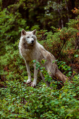 Wild Canadian wolf climbing a log in the wilderness, British Columbia