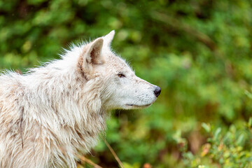 Cute canadian wolf in the wilderness, British Columbia