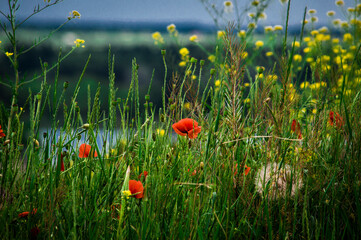 poppies in a field