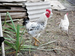 Domestic gray rooster walks, looking for food in rural yard, copy space