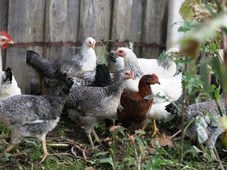 Group young hens and cockerels gray, white, red are walking in rural yard, pecking at food