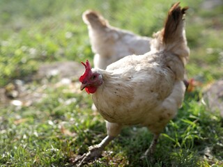 Dirty white domestic chickens walk in rural yard in grass, peck food